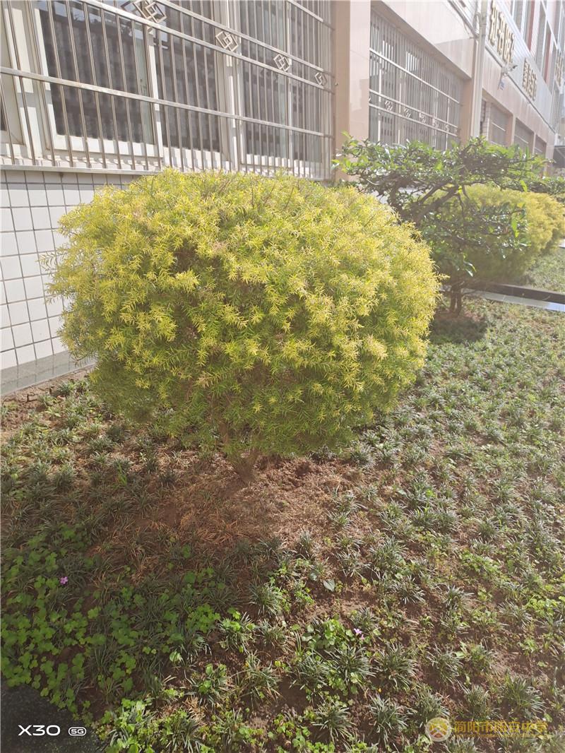 春芽.jpg 春芽.jpg